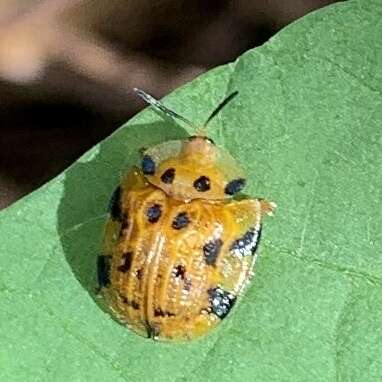 Image of Laccoptera (Laccopteroidea) impressa (Boheman 1853)