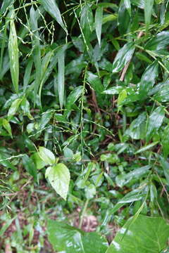 Image of Ichnanthus pallens var. major (Nees) Stieber