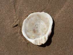 Image of scarlet thorny oyster