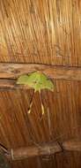 Image of African Luna Moth