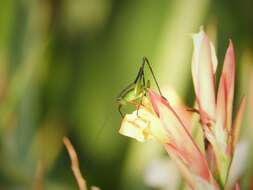 Theudoria melanocnemis (Stål 1861)的圖片