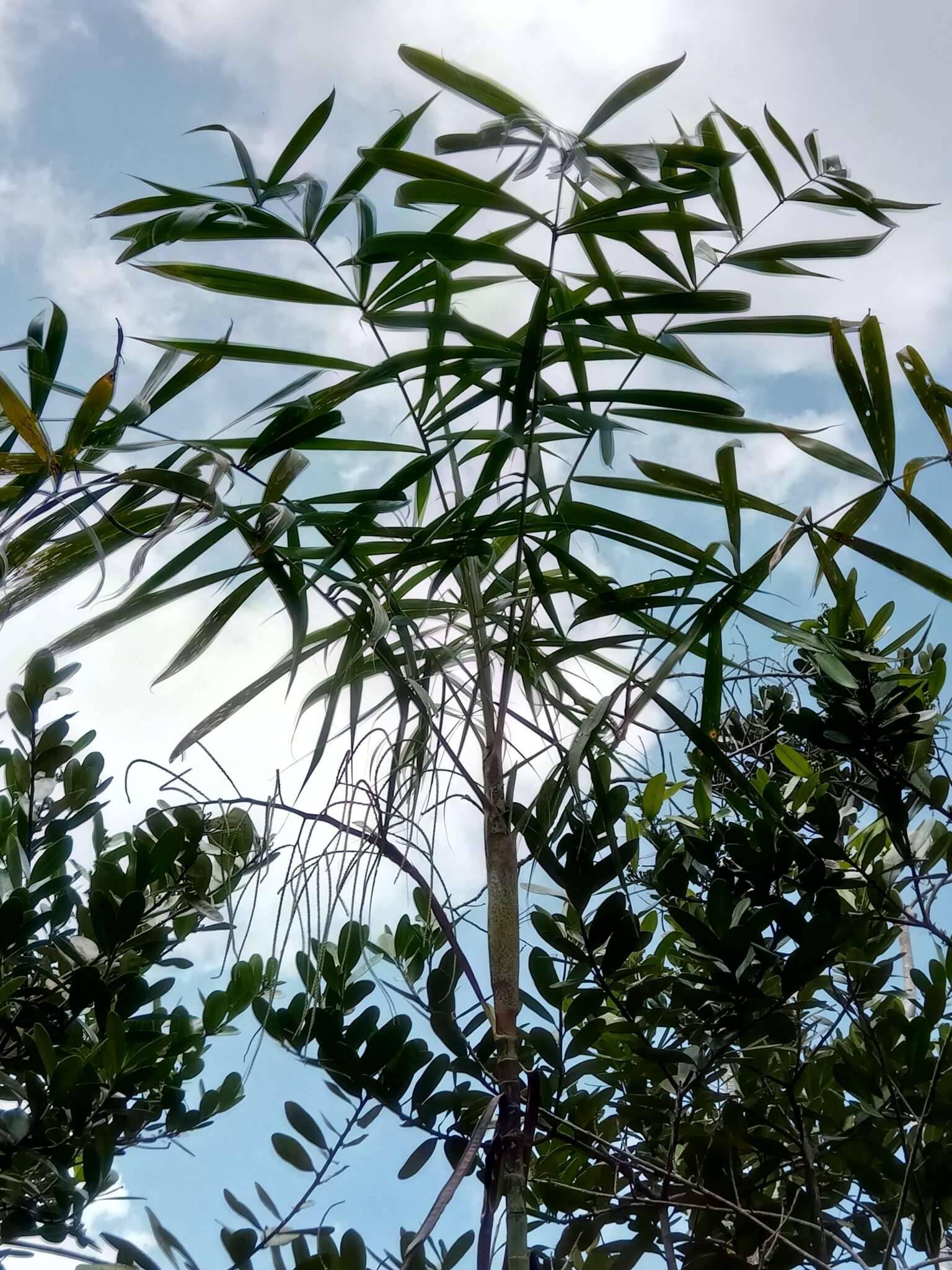 Image of Dypsis nodifera Mart.