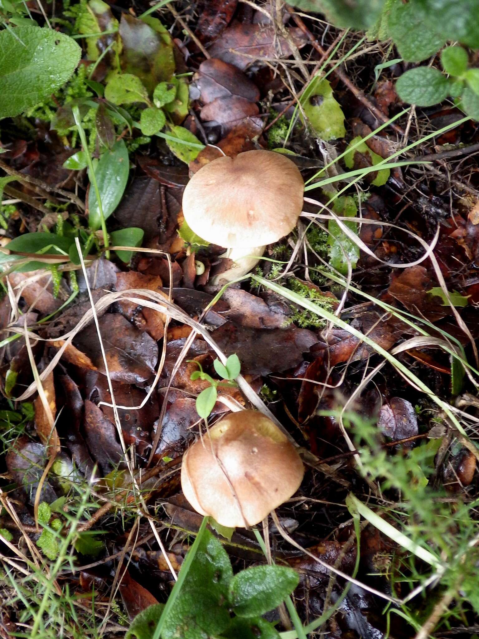 Imagem de Tricholoma sulphureum (Bull.) P. Kumm. 1871