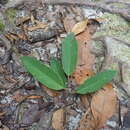 Image of Cotylelobium burckii (Heim) Heim