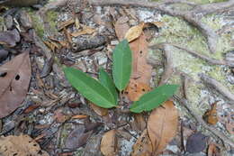 صورة Cotylelobium burckii (Heim) Heim