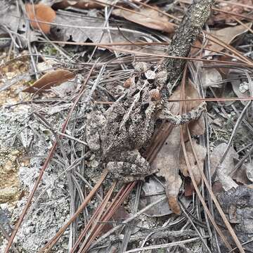 Image of Incilius porteri (Mendelson, Williams, Sheil & Mulcahy 2005)