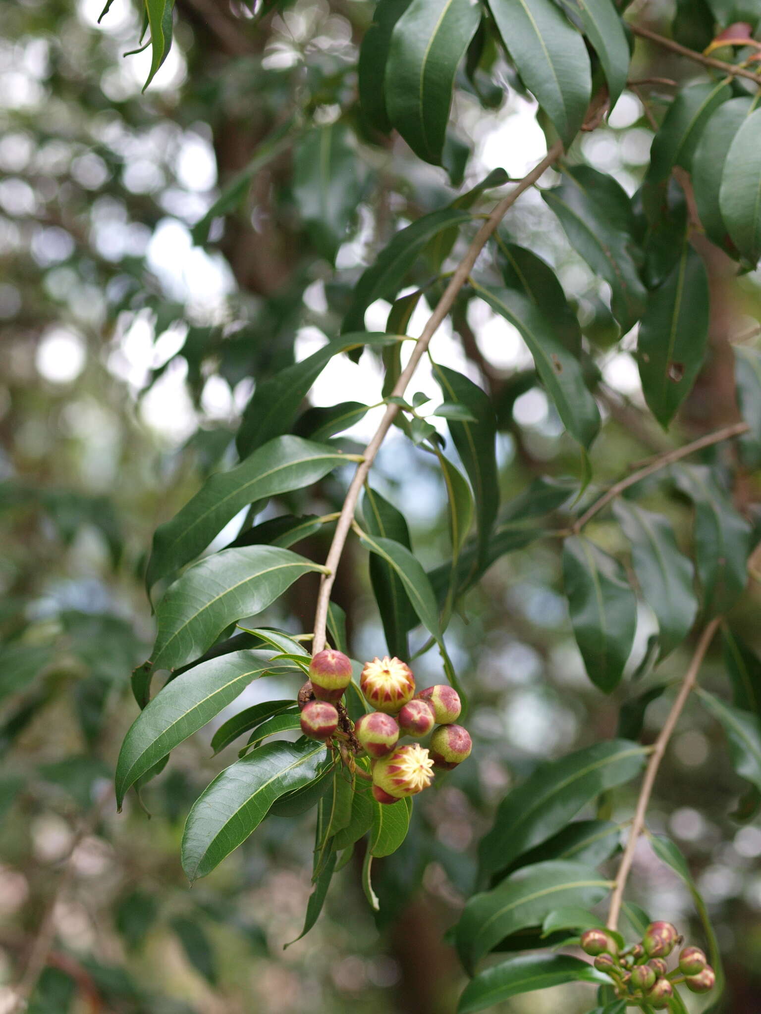 Image of Lafoensia acuminata (Ruiz & Pav.) DC.