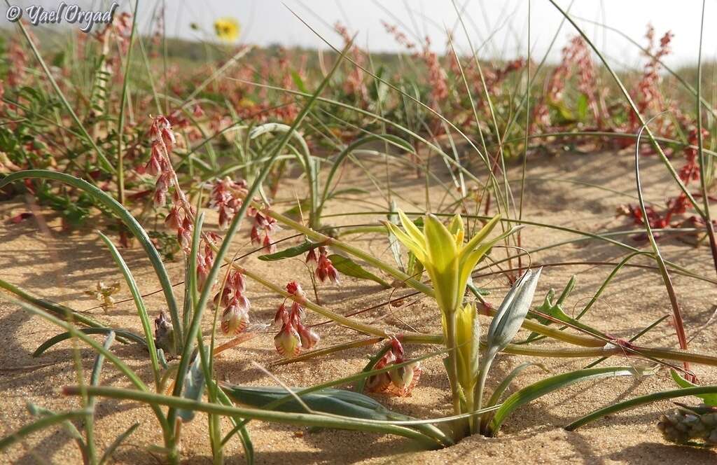 Rumex pictus Forsskál的圖片