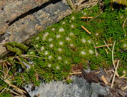 Plancia ëd Psychrophyton subulatum (Hook. fil.) Beauv.