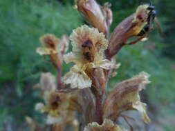 Image of Orobanche alba subsp. alba