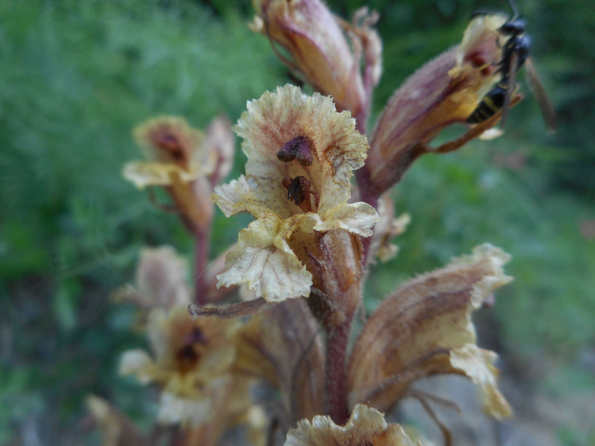 Image of Orobanche alba subsp. alba