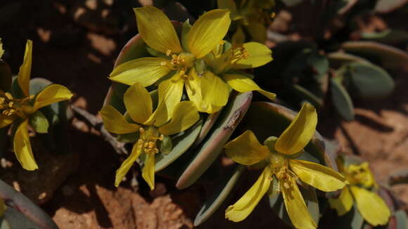 Image of Roepera cordifolia (L. fil.) Beier & Thulin