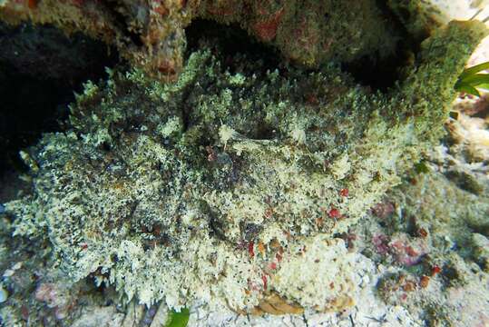 Image of Reef stonefish