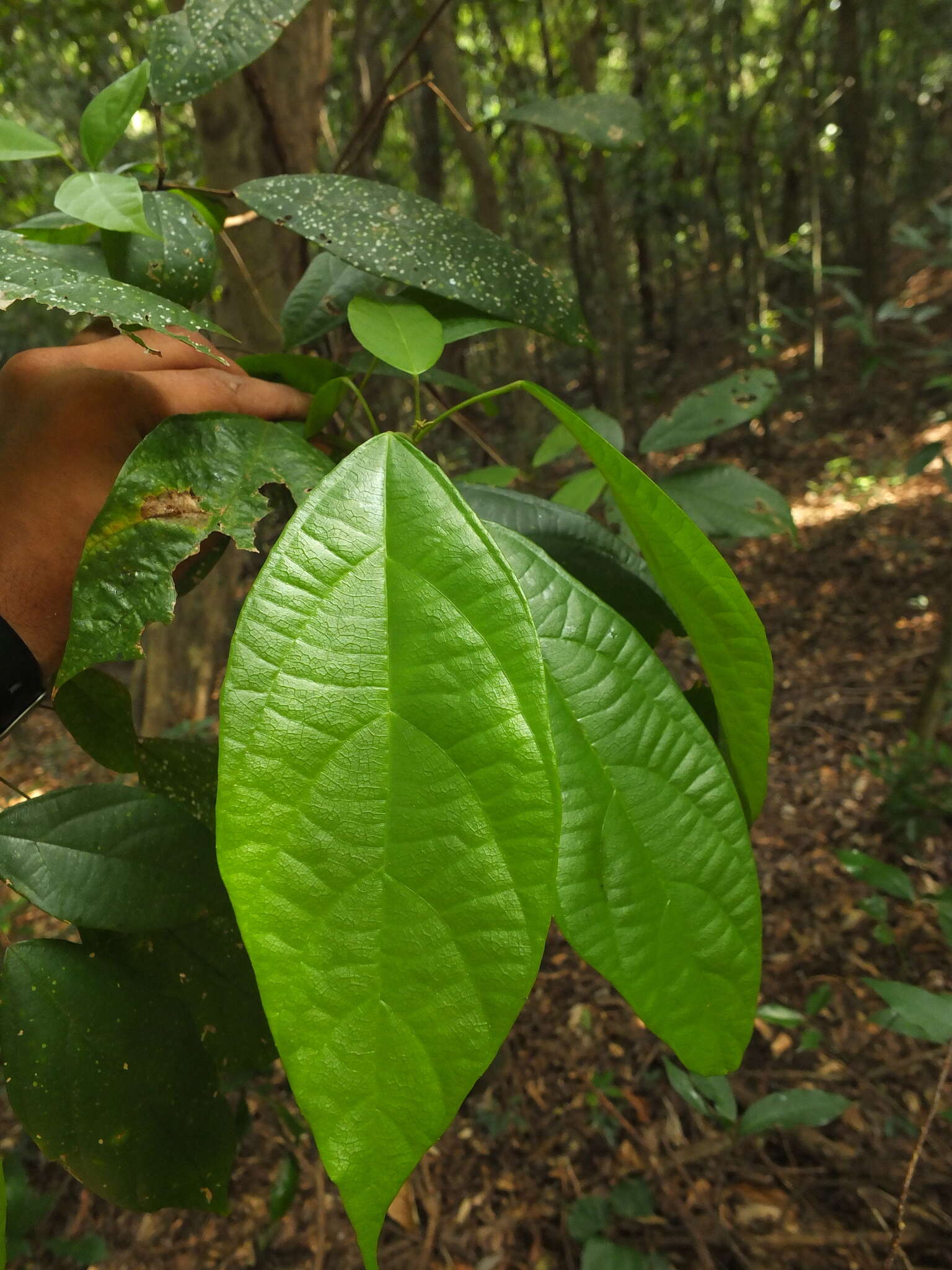 Image of Mallotus rhamnifolius (Willd.) Müll. Arg.