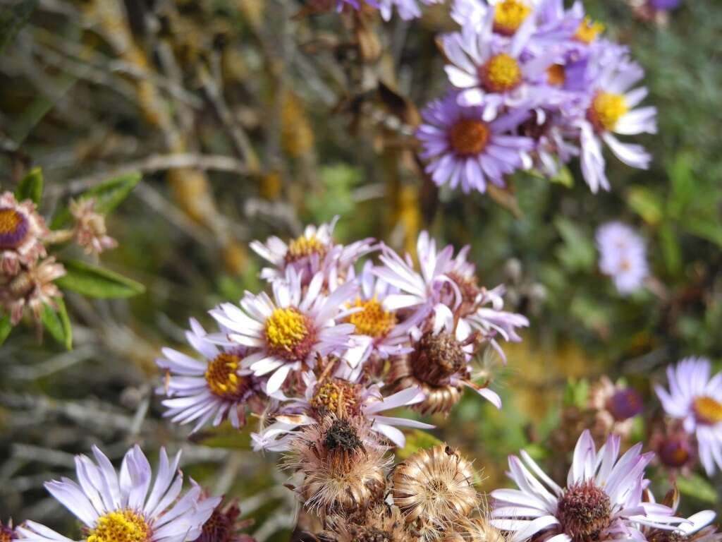 Image of Diplostephium lechleri (Sch. Bip.) Wedd.