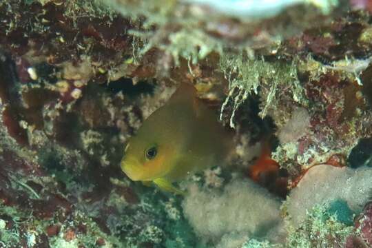 Image de Pseudochromis fuscus Müller & Troschel 1849