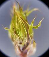 Image of bryum moss