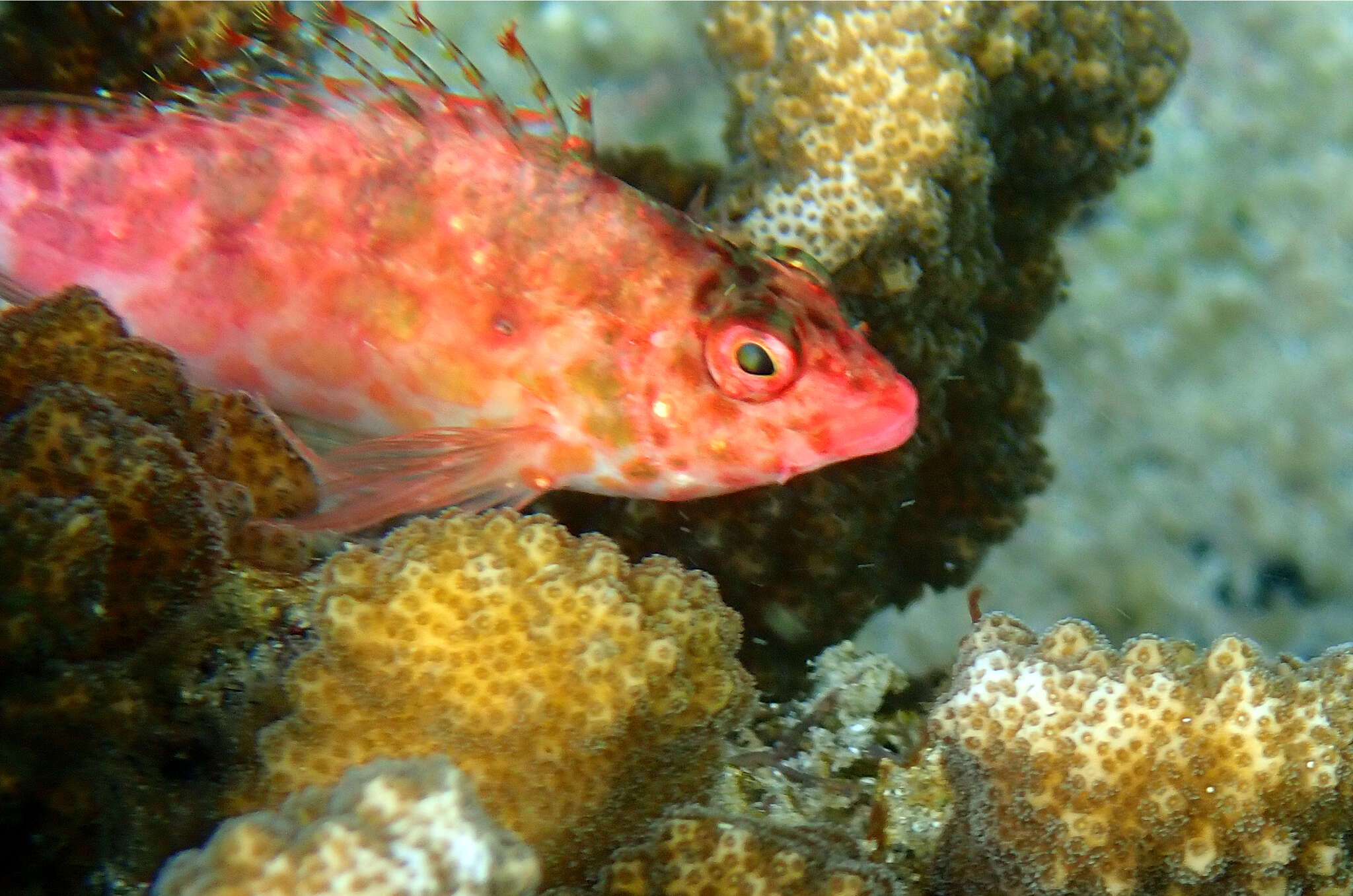 Image of Coral Hawkfish