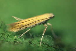 صورة Aspilapteryx tringipennella (Zeller 1839)