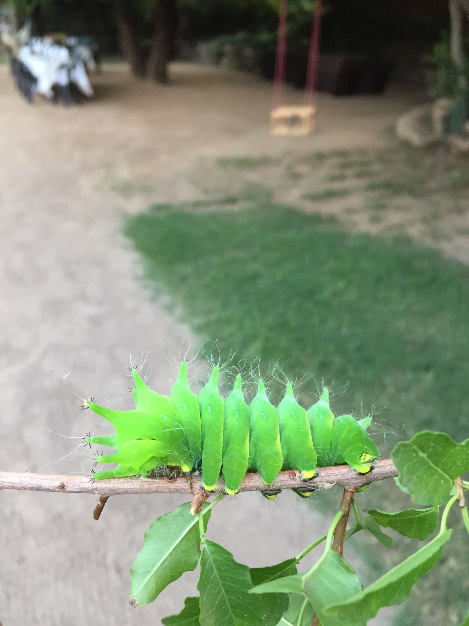 Image of African Luna moth