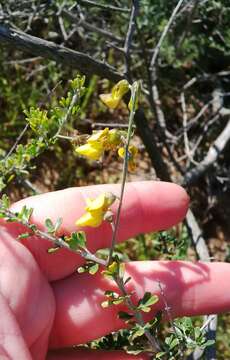 Sivun Wiborgia obcordata (P. J. Bergius) Thunb. kuva