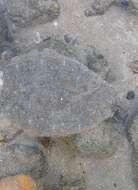 Image of Dappled flounder