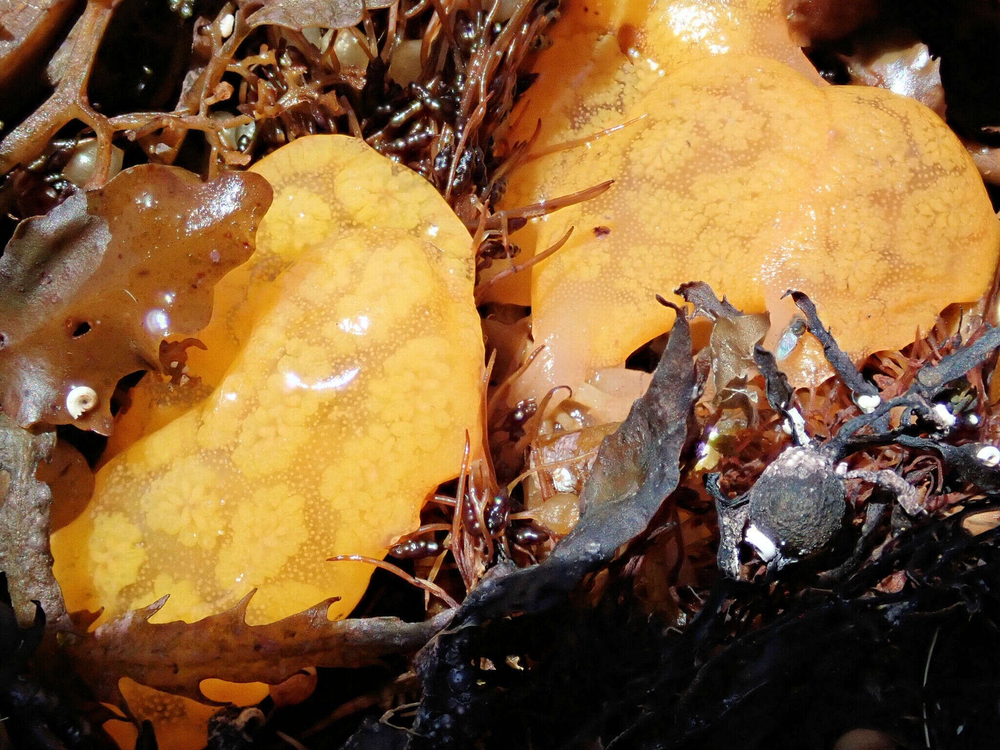 Image of Ascidian