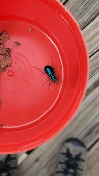 Cicindela (Cicindela) scutellaris rugata Vaurie 1950 resmi