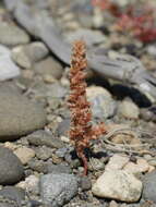 Image of Crassula colligata subsp. colligata