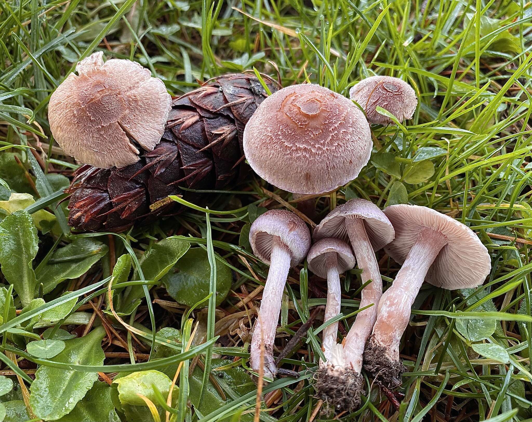 Image of Inocybe griseolilacina J. E. Lange 1917