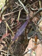 Image of Aerides ringens (Lindl.) C. E. C. Fisch.