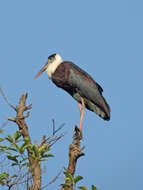 Image of Asian Woolly-necked Stork