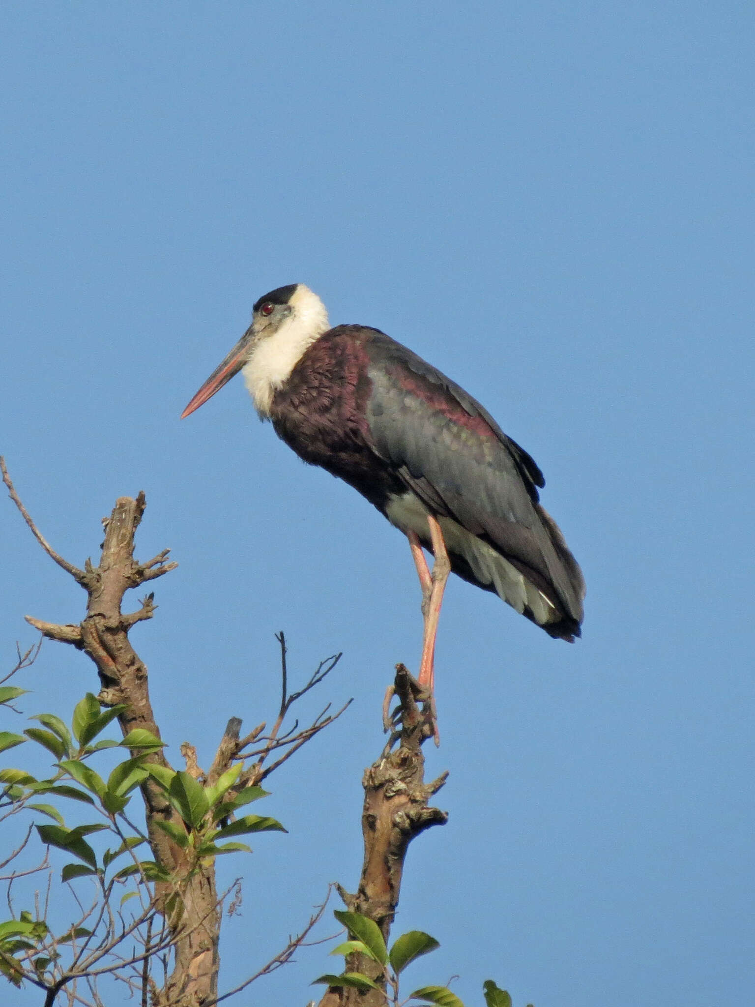 Image of Asian Woolly-necked Stork
