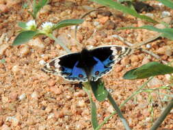 Image of Blue pansy