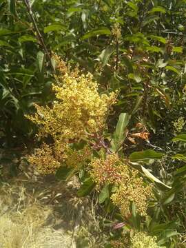 Image of laurel sumac