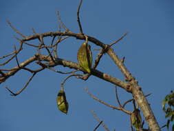 Image of Jacaratia mexicana A. DC.