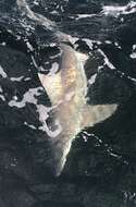 Image of Sandbar Shark