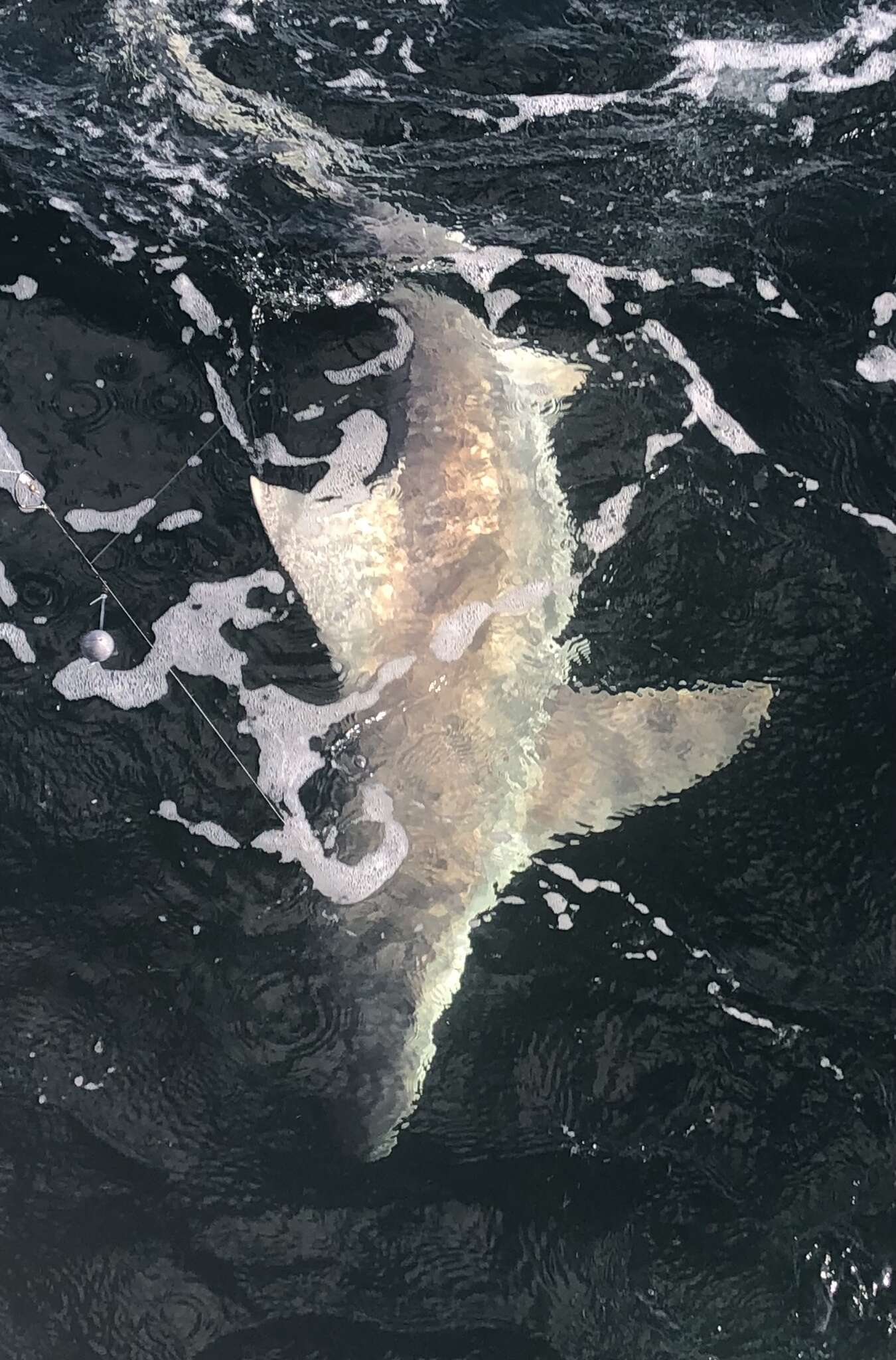 Слика од Carcharhinus plumbeus (Nardo 1827)