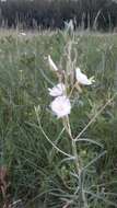 Plancia ëd Oenothera nuttallii Torr. & Gray