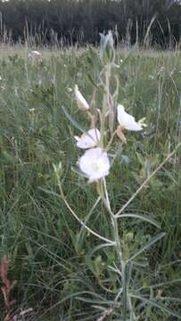 Image of Nuttall's evening primrose