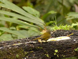 Image of Dusky Bush Tanager