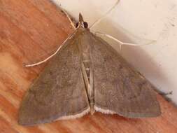 Image of <i>Anania mysippusalis</i>