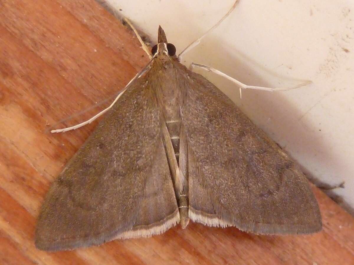 Image of <i>Anania mysippusalis</i>
