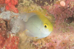 Image of Yellowhead damselfish