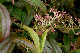 Image of Miconia robinsoniana Cogn.