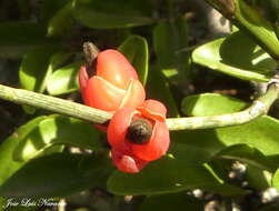 Image of Ephedra triandra Tul.