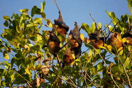 Imagem de Pteropus rodricensis Dobson 1878