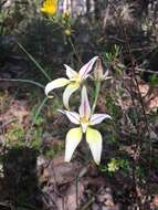 Image of Karri cowslip orchid