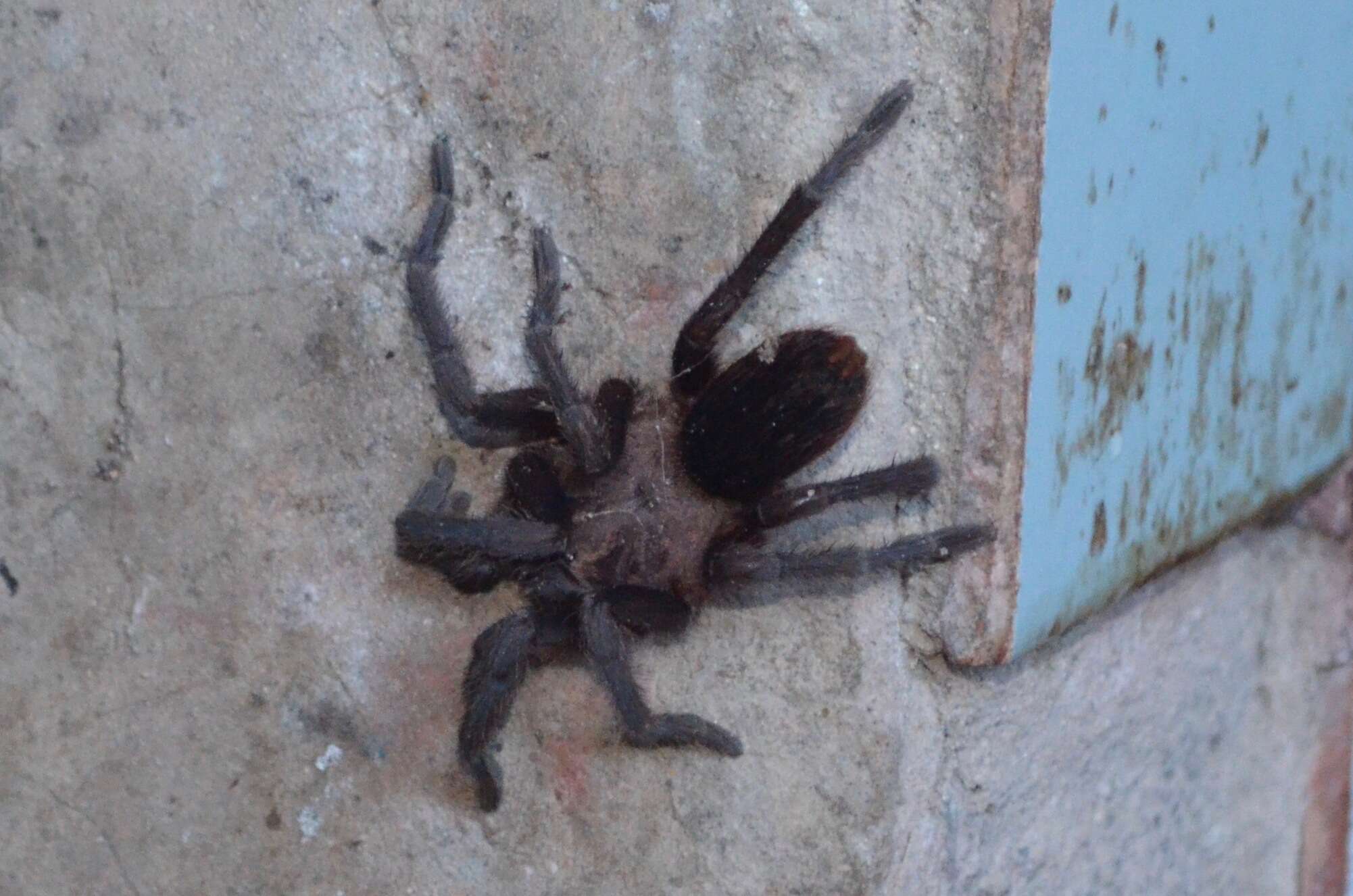 Image of Costa Rican Bluefront Tarantula