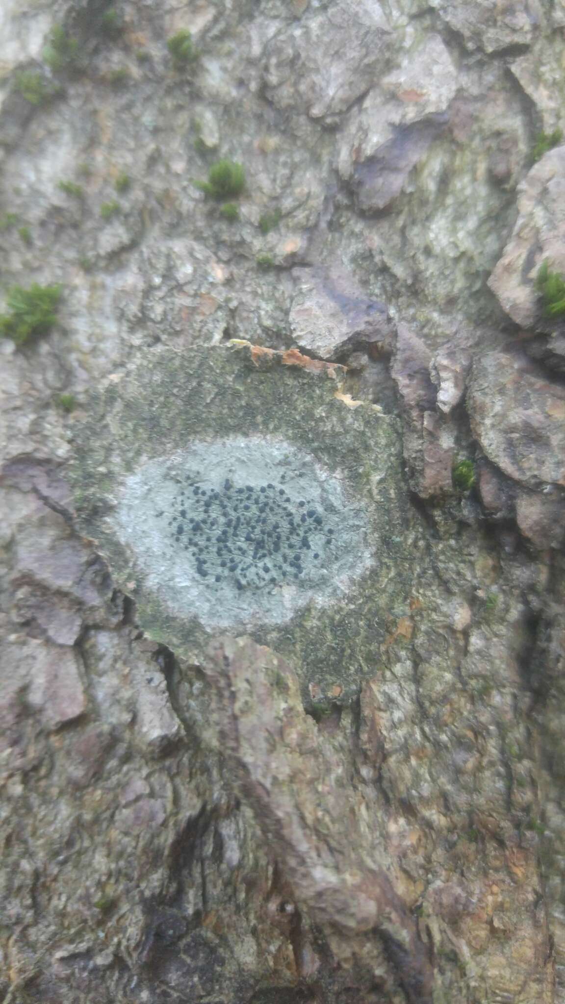 Image of lecidella lichen